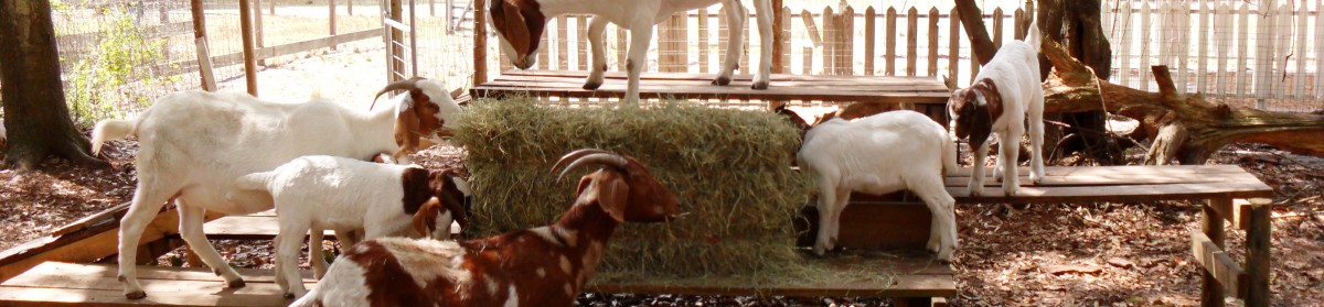 Boer Goats Ranch – Located in Tampa, FL 33619 – 813-263-7411
